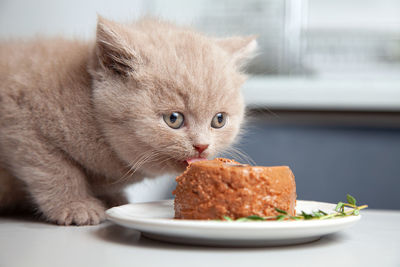 Kitten eats canned gourmet pet food from plate on grey kitchen table, selective focus