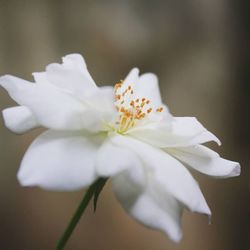 Close-up of white flowers