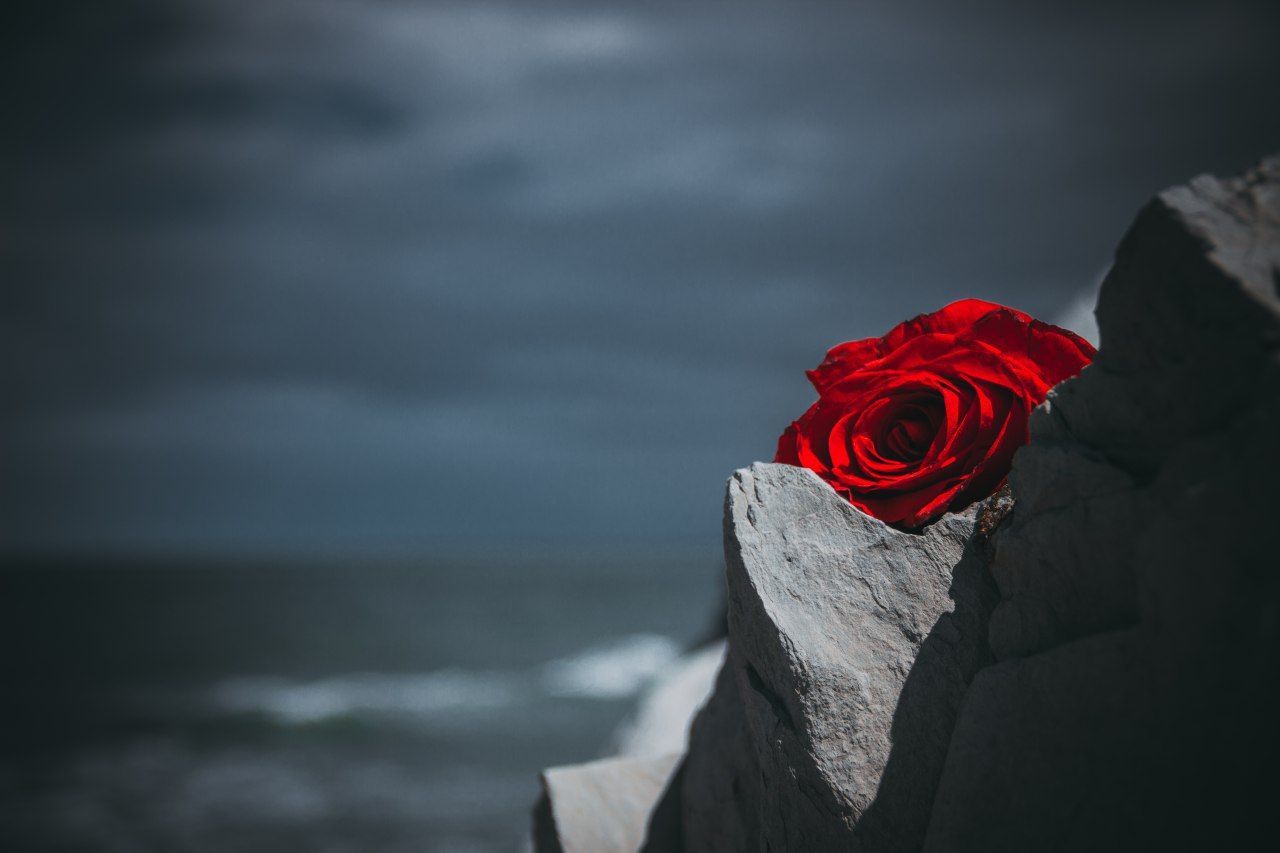 red, beauty in nature, flower, flowering plant, nature, rose, rose - flower, plant, close-up, inflorescence, flower head, petal, day, vulnerability, water, focus on foreground, freshness, fragility, outdoors, no people