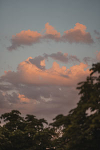 Low angle view of trees against sky during sunset