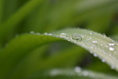 Close-up of wet plant leaves