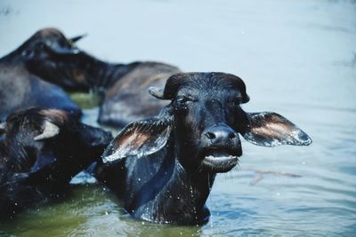 Portrait of cow in water