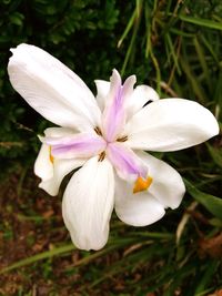 Close-up of flower blooming outdoors