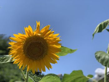 Close-up of sunflower against sky