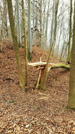 Trees in forest during autumn