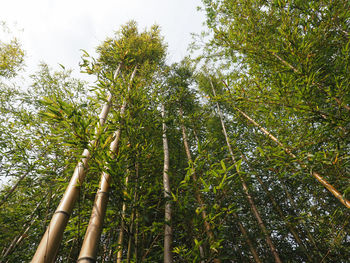 Low angle view of bamboo trees in forest