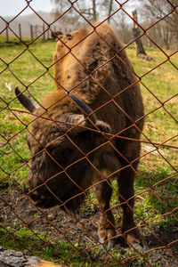 Close-up of an animal