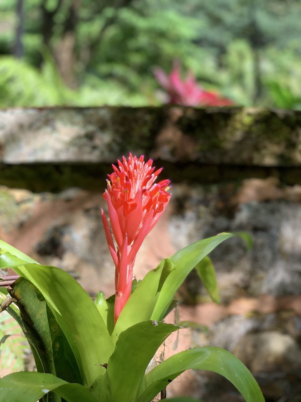 CLOSE-UP OF RED FLOWER ON PLANT