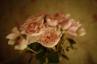 Close-up of pink rose flower