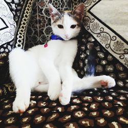 Portrait of cat sitting on floor at home