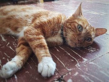 Close-up of cat lying on floor