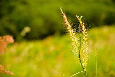 Close-up of wheat plant