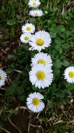 Close-up of fresh white flowers blooming in park