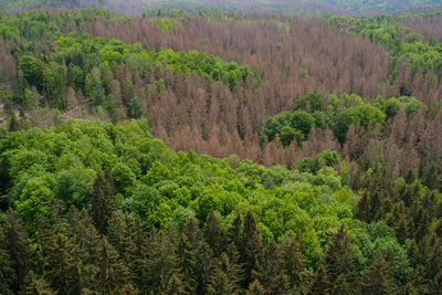 High angle view of pine trees in forest