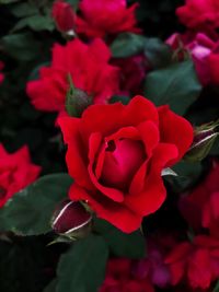 Close-up of red flowers blooming outdoors