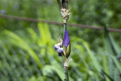 plant