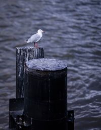 Seagull perching on wooden post