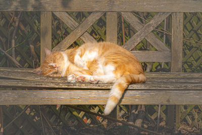 Cat resting relaxing and sleeping on a wood bench in sunshine