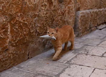 Cat with a fish in its mouth