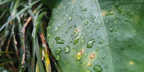 Full frame shot of raindrops on leaves