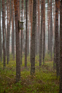 Pine trees in forest