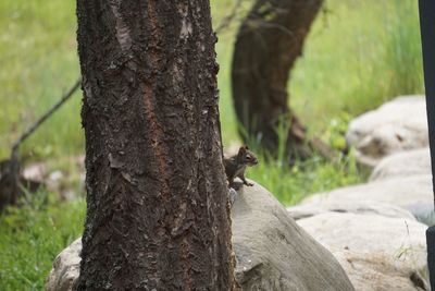 Close-up of squirrel on tree trunk