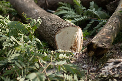 Close-up of tree trunk in forest