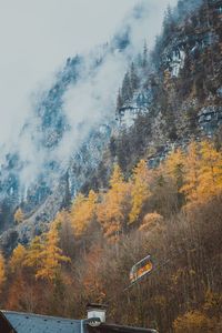 Trees in forest during autumn