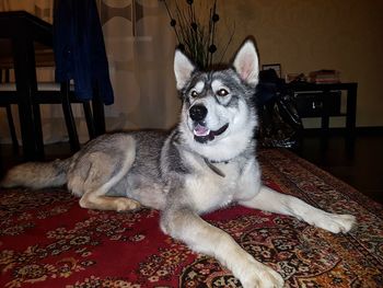 Portrait of dog on rug at home
