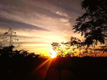 Silhouette of trees at sunset