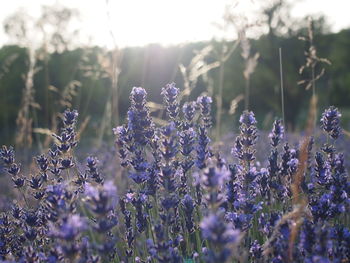 Close-up of purple flowers blooming in field