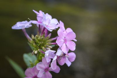 Close-up of purple flowers blooming outdoors