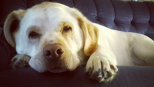 Close-up of dog relaxing at home