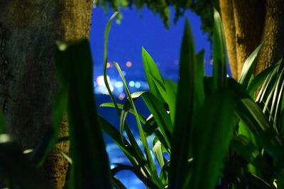 Close-up of illuminated tree at night