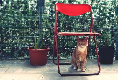 Portrait of cat sitting on chair