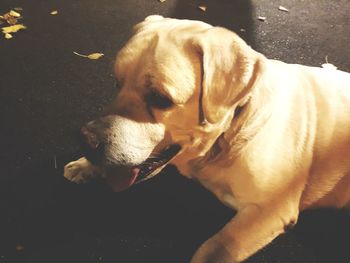 Close-up of dog