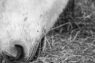 Close-up of horse on field