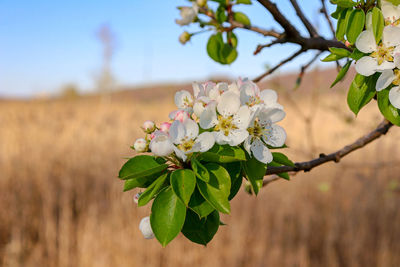 Close-up of cherry blossoms on tree