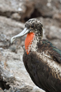 Close-up of bird