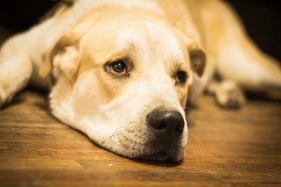 Close-up of dog