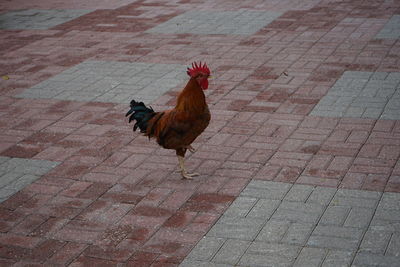 High angle view of rooster on footpath