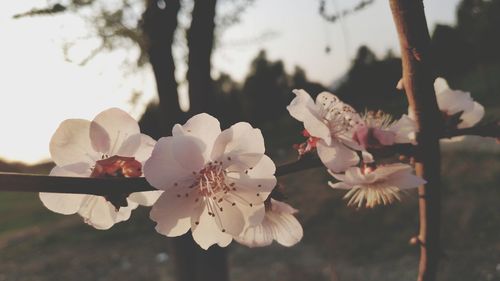 Close-up of cherry blossom