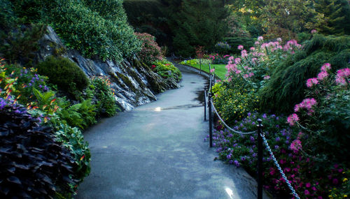 Narrow pathway along plants