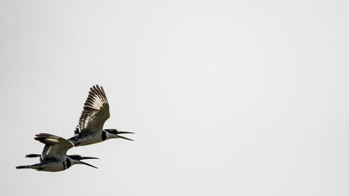 Bird flying against clear sky