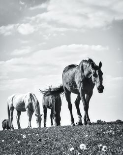 Horses standing on field against sky