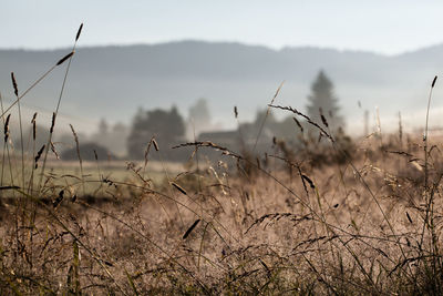 Close-up of plants on field against sky