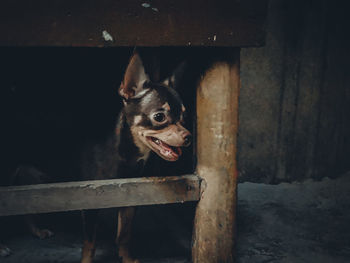 Portrait of dog by rusty metal on wood