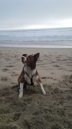 Dog running on beach