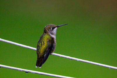 Close-up of bird perching