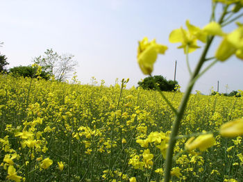 Scenic view of oilseed rape field against sky